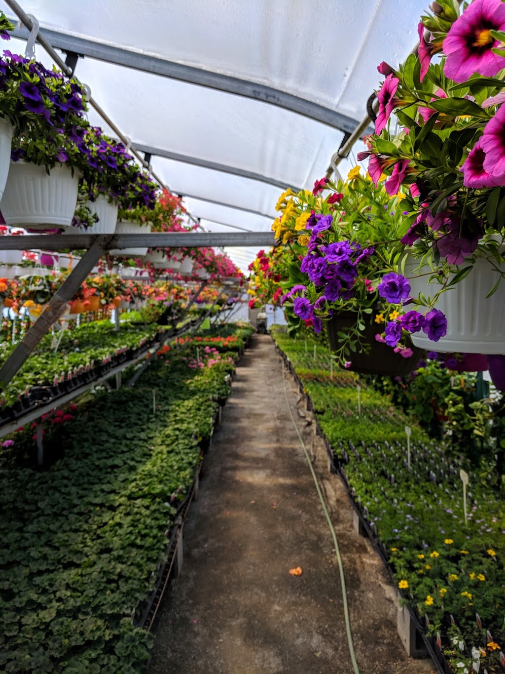 Rileys Garden Center | 2141 Bath Rd, Kingston, ON K7M 4Y3, Canada | Phone: (613) 389-0630