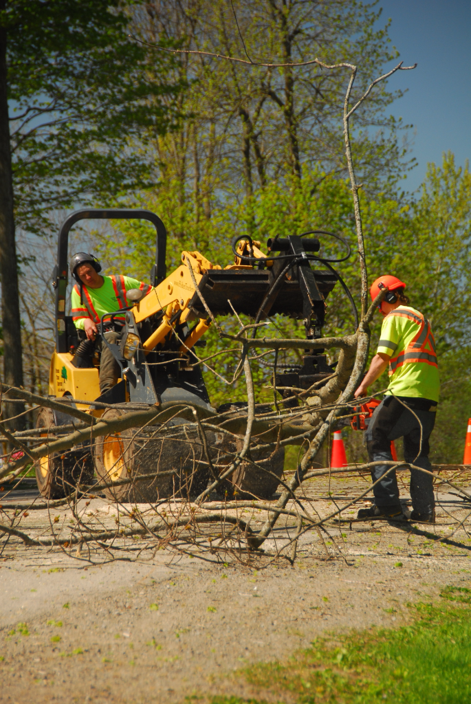 Fisher Tree Services | 3289 Munster Rd, Richmond, ON K0A 2Z0, Canada | Phone: (613) 298-3146