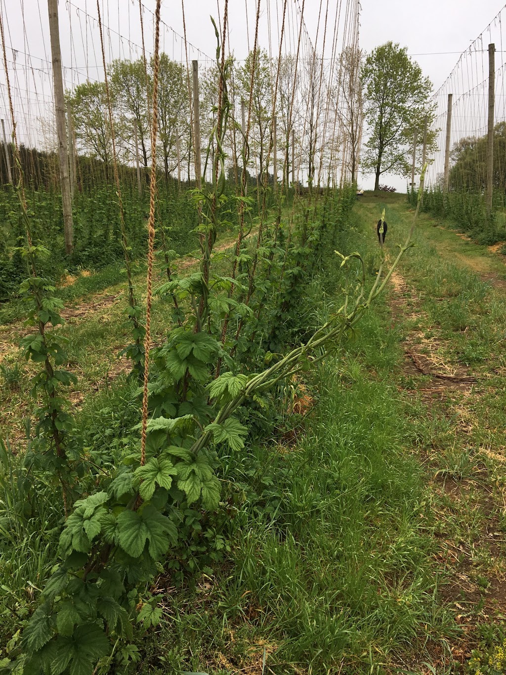 VQH Farms | Hop Farm | 56616 Eden Line, Eden, ON N0J 1H0, Canada | Phone: (519) 983-0783