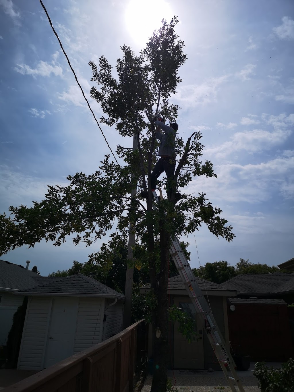 Big Es Tree removal Winkler, MB | 1382 Southview Dr, Winkler, MB R6W 1L8, Canada | Phone: (431) 998-5167