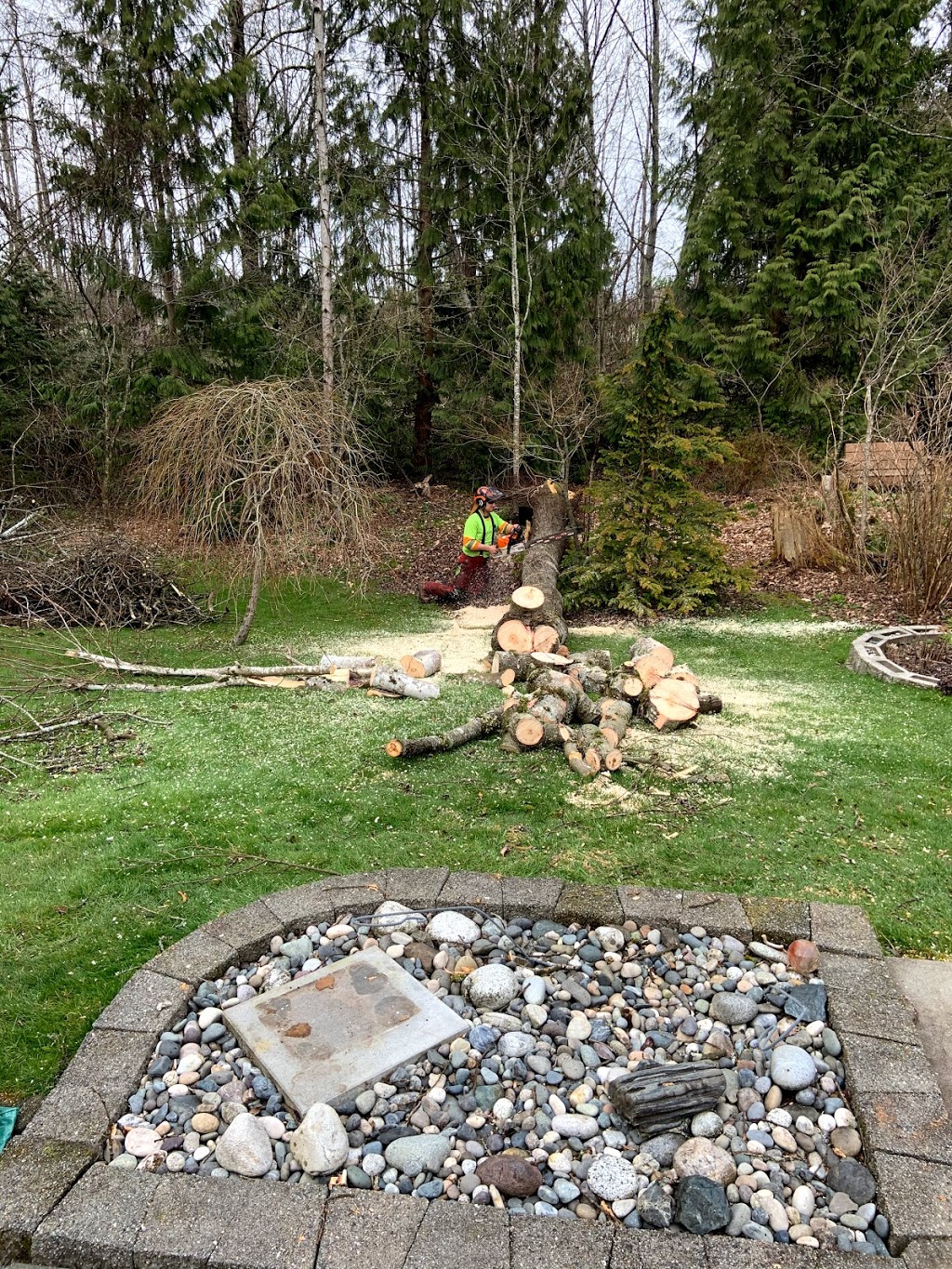 Give and Take Tree Service | 11125 232 St, Maple Ridge, BC V2X 1P3, Canada | Phone: (778) 872-8406