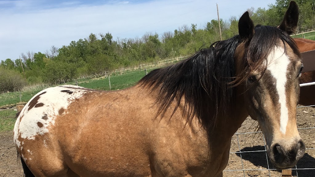 Free Acres Horse Stable | Unnamed Road, 0V0, Kleefeld, MB R0A 0V0, Canada | Phone: (204) 380-9190