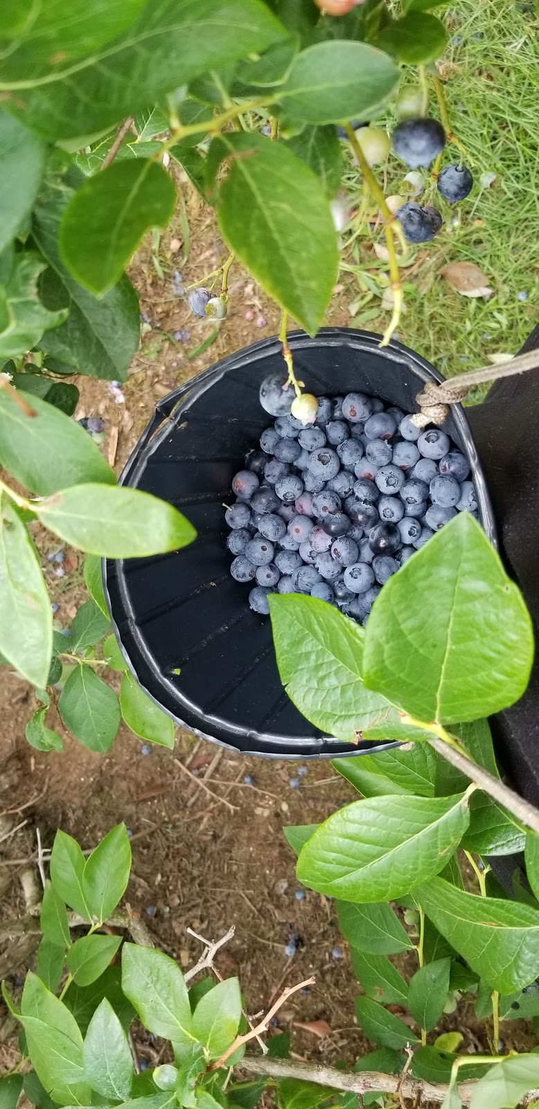 Powells Patch Blueberries | 37 Gilbert Rd, Simcoe, ON N3Y 4K2, Canada | Phone: (519) 428-1563