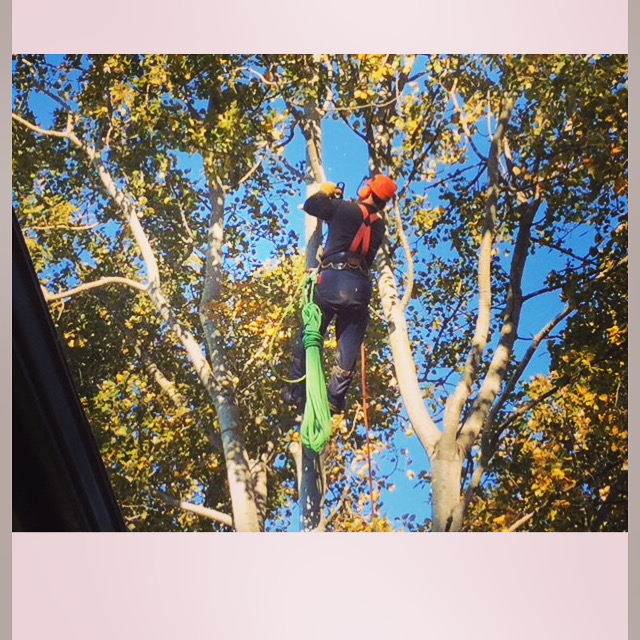 Quality Tree Service | 1672 Millstream Rd, Victoria, BC V9B 6E7, Canada | Phone: (250) 516-2303