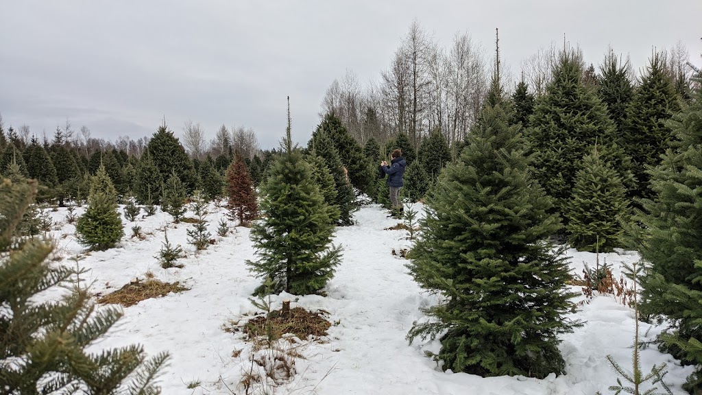 Plantation René Matte | 259 Rang Ste Anne, Saint-Basile, QC G0A 3G0, Canada | Phone: (418) 570-6076