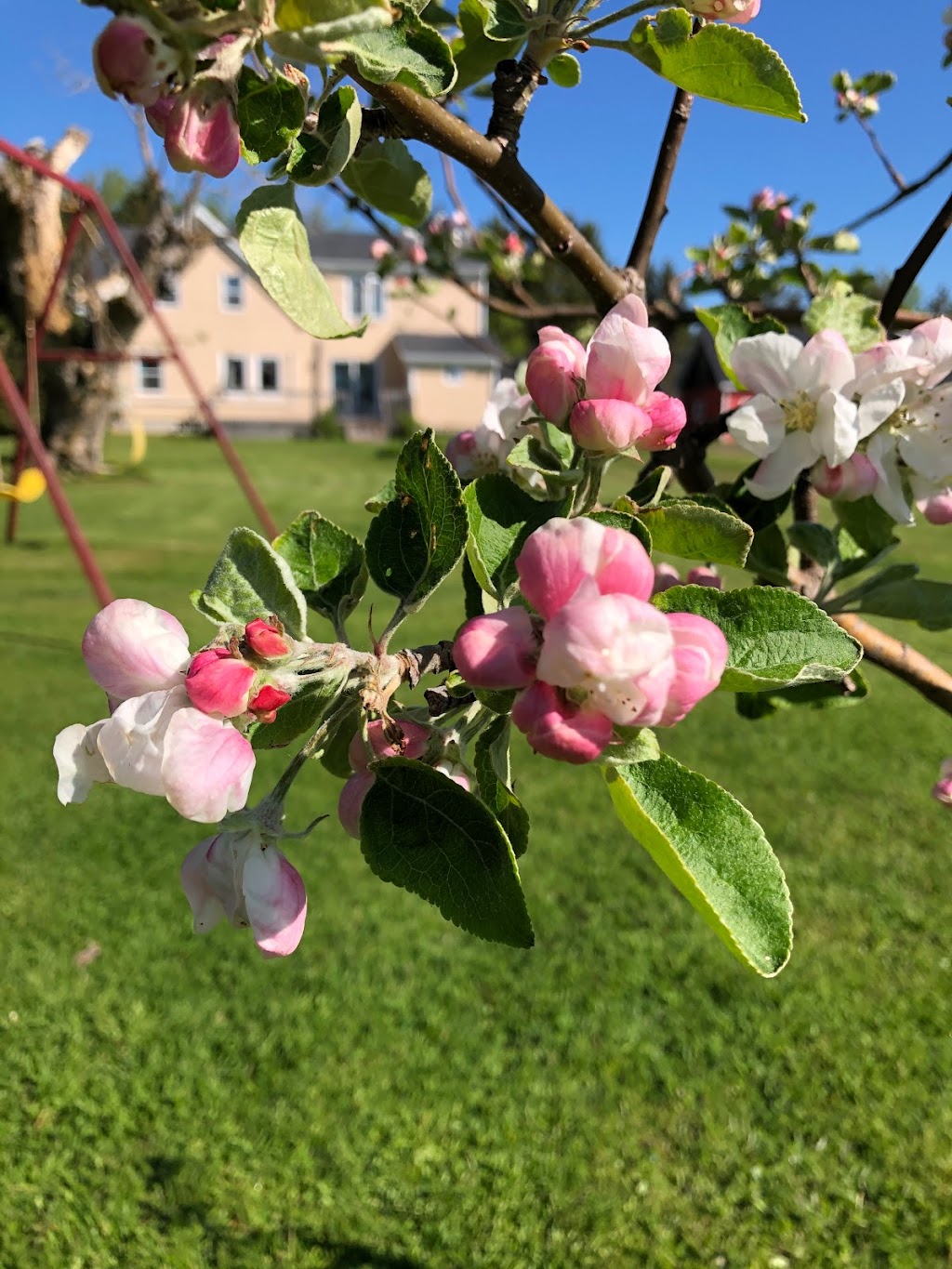 Storehouse Farm | 224 Boulter Loop, Crapaud, PE C0A 1J0, Canada | Phone: (902) 954-0643