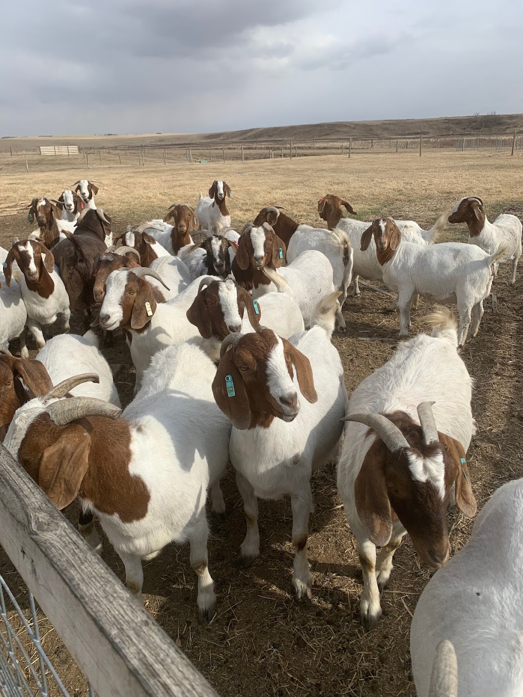 Hilltop Pork LTD / Lone pine meat goats | Kneehill County, AB T0M 1J0, Canada | Phone: (403) 443-1665