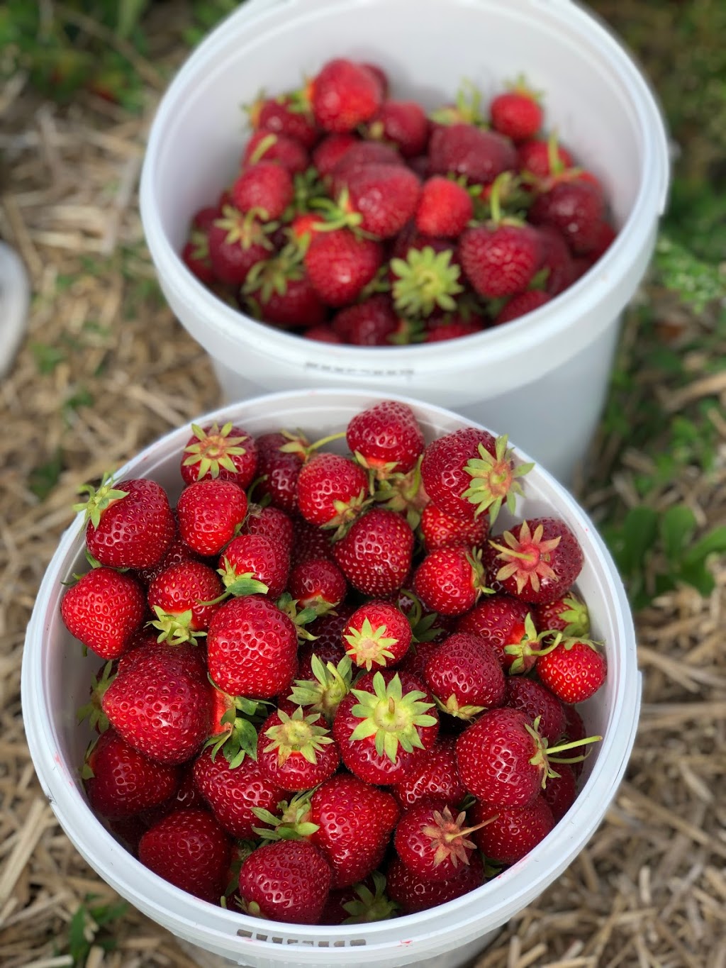 Hoffmans Strawberries | 2606 Lobsinger Line, Waterloo, ON N2J 4G8, Canada | Phone: (519) 699-4730