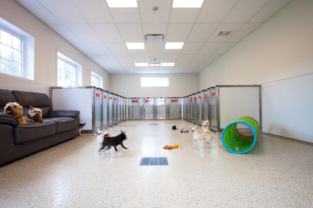 Le Dog Club Espace Canin | 266 Chemin Scott, Rigaud, QC J0P 1P0, Canada | Phone: (450) 451-8868