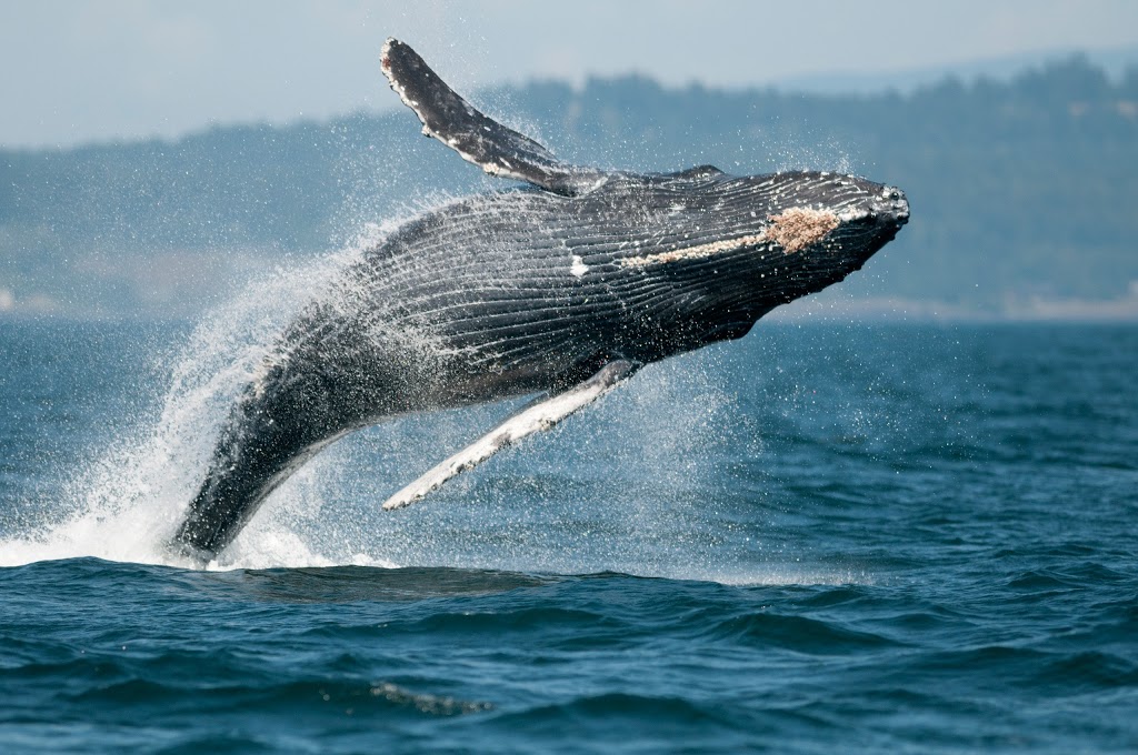 Ocean Ecoventures Whale Watching | 1721 Cowichan Bay Rd, Cowichan Bay, BC V0R 1N0, Canada | Phone: (250) 748-3800