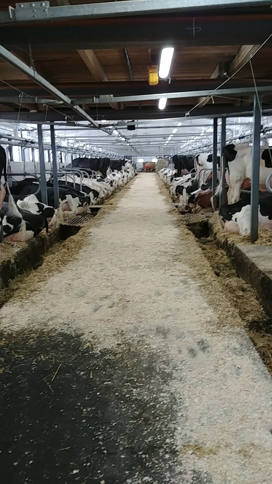 Ferme LEspérée Enr. | 1096 Chem. du Trait-Carré, Saint-Henri, QC G0R 3E0, Canada | Phone: (418) 700-1051