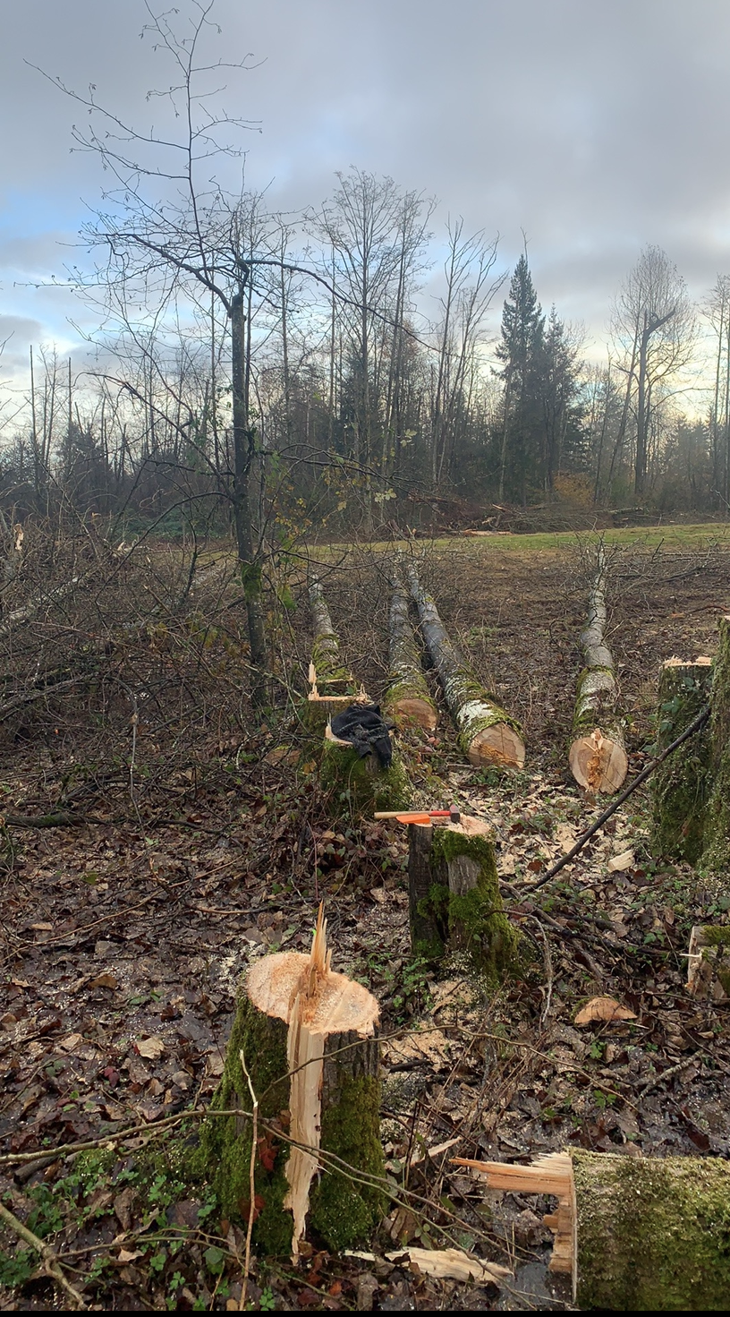 Tree Boss Tree Service | 8241 Wadham Dr, Delta, BC V4C 4E1, Canada | Phone: (604) 360-0580