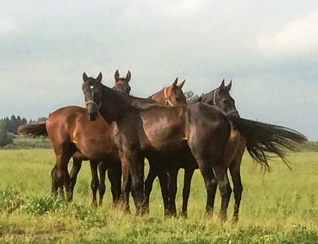 Centaur Riding School | 3845 Frank Kenny Rd, Navan, ON K4B 1H9, Canada | Phone: (613) 835-2237