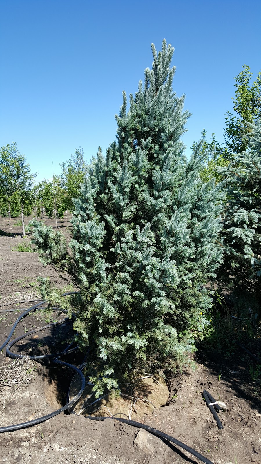 TruEarth Trees | 274129 48 St W, Foothills County, AB T1S 3S8, Canada | Phone: (403) 714-9107