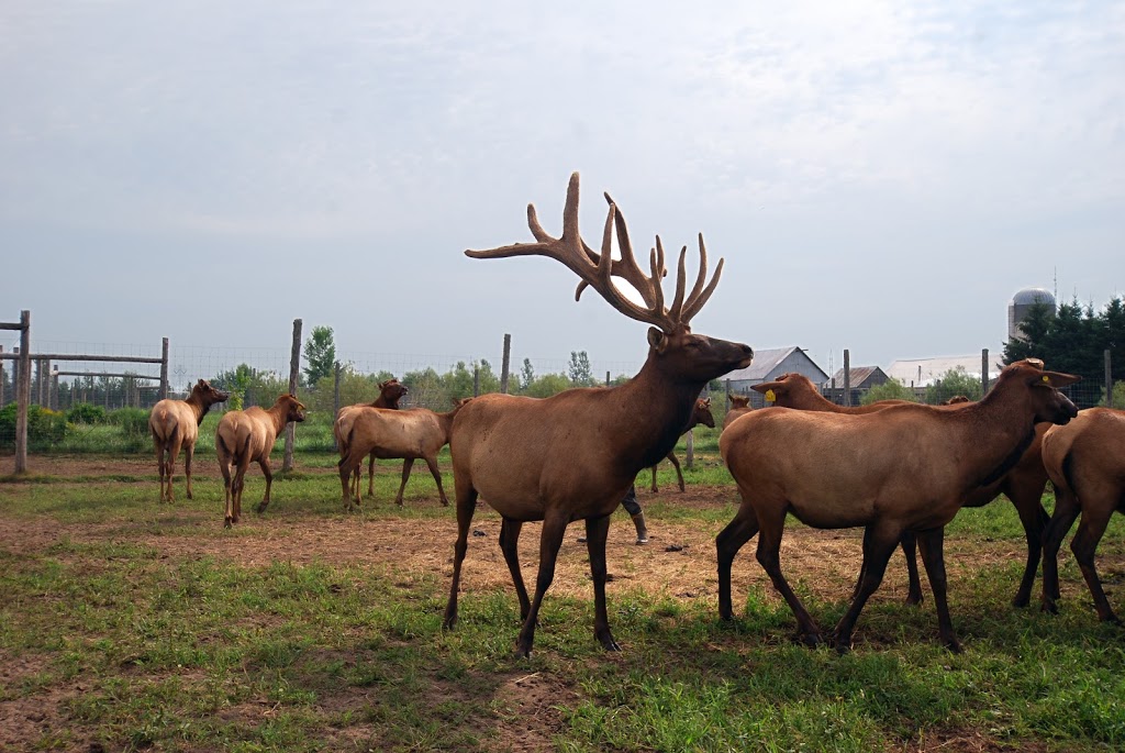 Ferme les Wapitis des Beaux Prés | 2480 10e Rang, Aston-Jonction, QC G0Z 1A0, Canada | Phone: (877) 226-3099