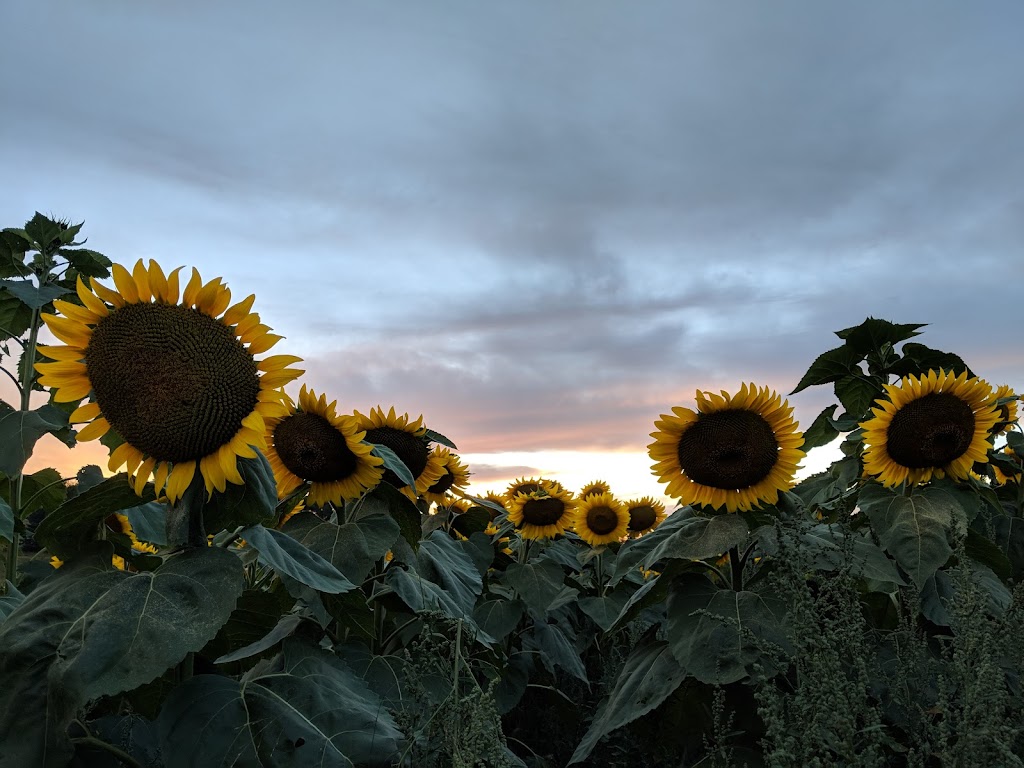 Nova Scotias Sunflower Maze | 792-1338, Nova Scotia Trunk 1, Falmouth, NS B0P 1L0, Canada | Phone: (902) 790-0542