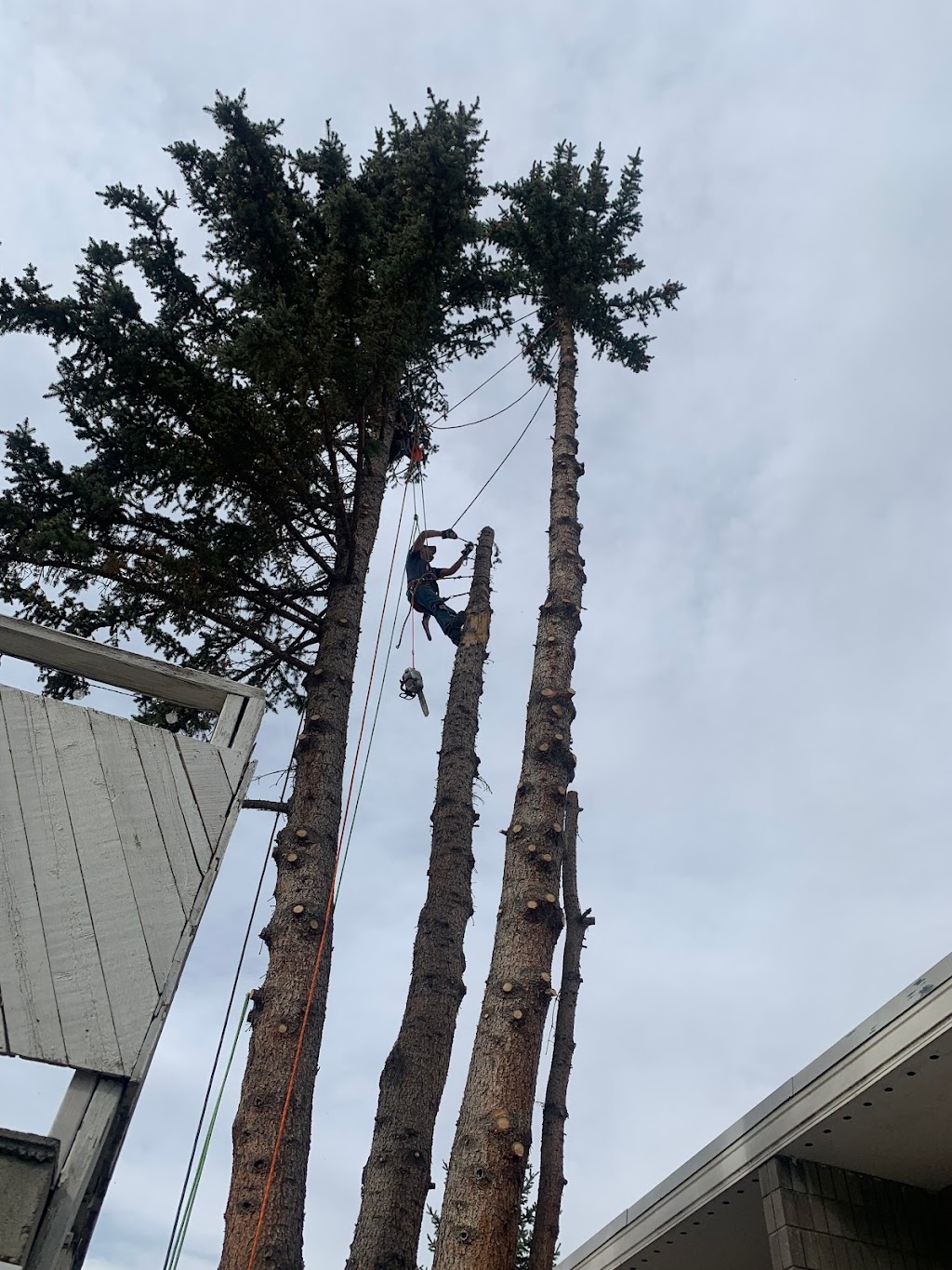 Alberta Tree Masters -Tree Service - Tree Removal & Tree Pruning | 28 Edgeford Pl NW, Calgary, AB T3A 2T2, Canada | Phone: (587) 438-5733