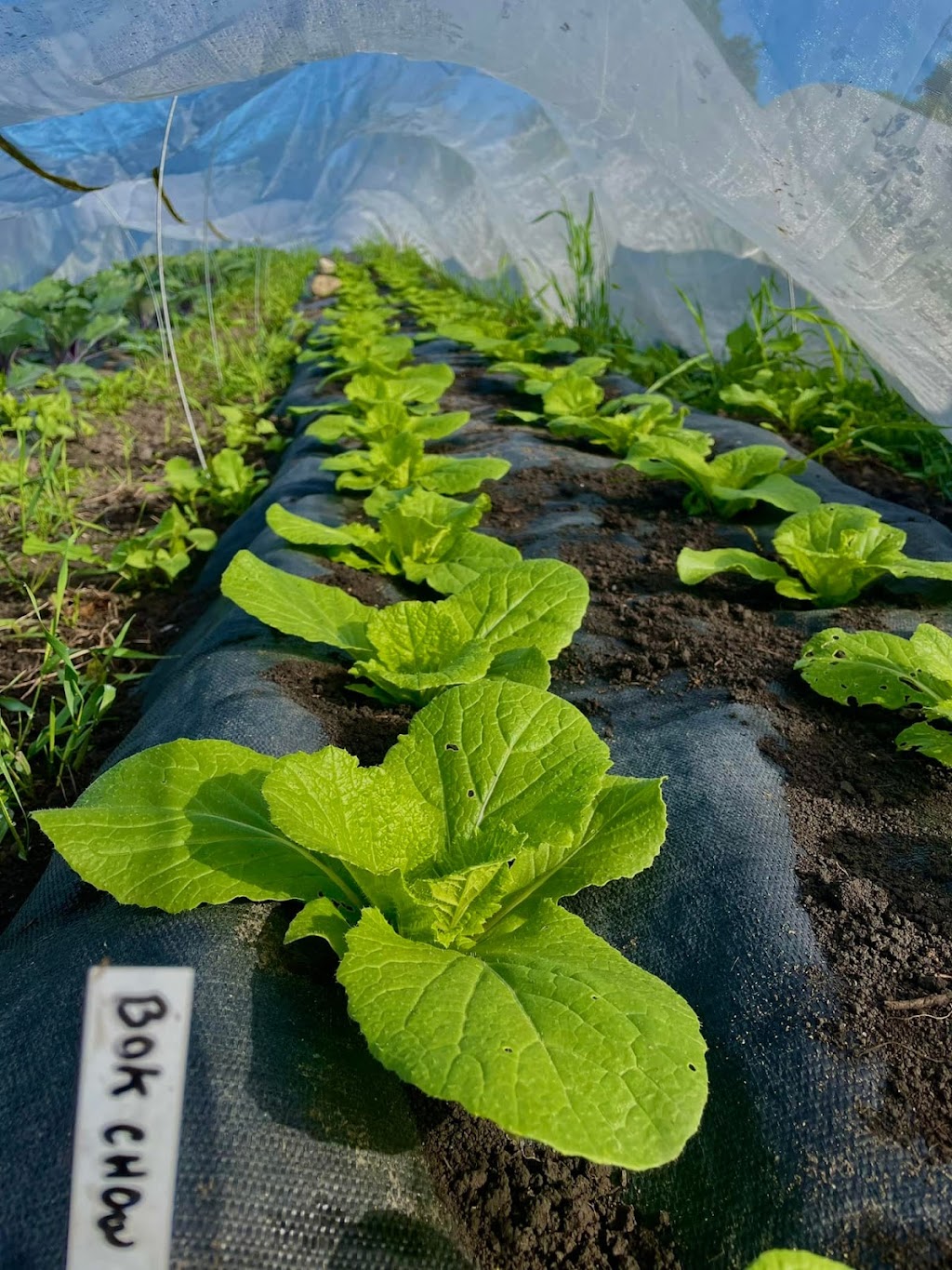 Les frères de terre | 19526 Chem. de la Côte N, Mirabel, QC J7J 2B6, Canada | Phone: (438) 837-4225