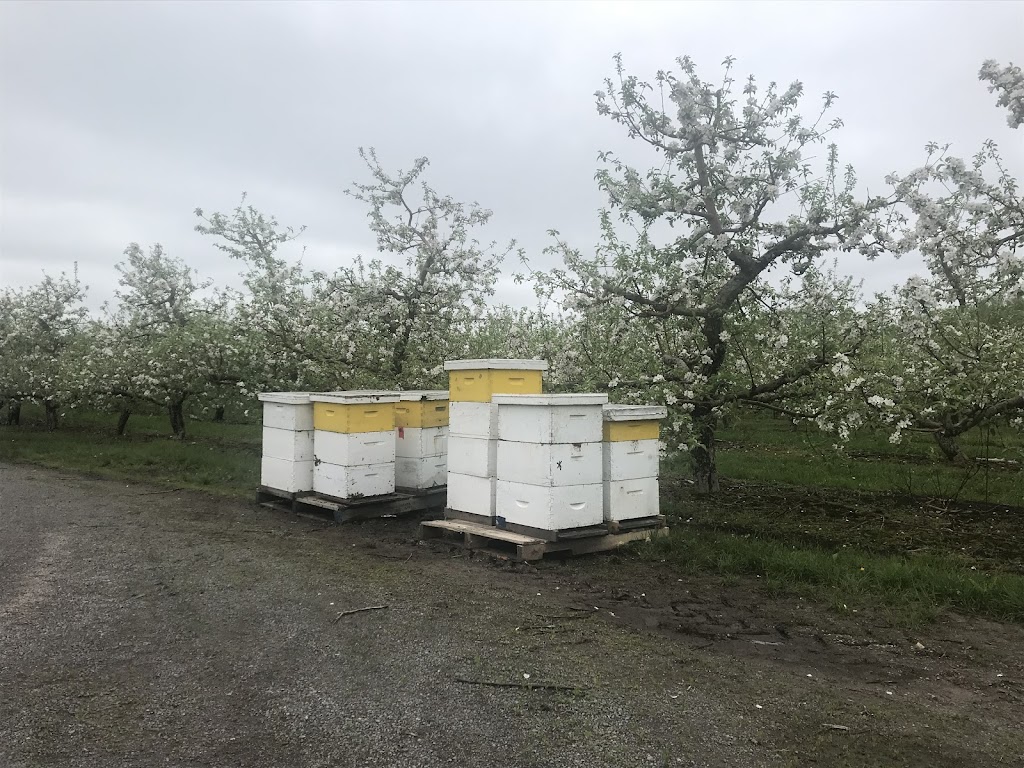 Ontario Honey Company | 1614 River Rd, Napanee, ON K7R 3K8, Canada | Phone: (613) 328-3511