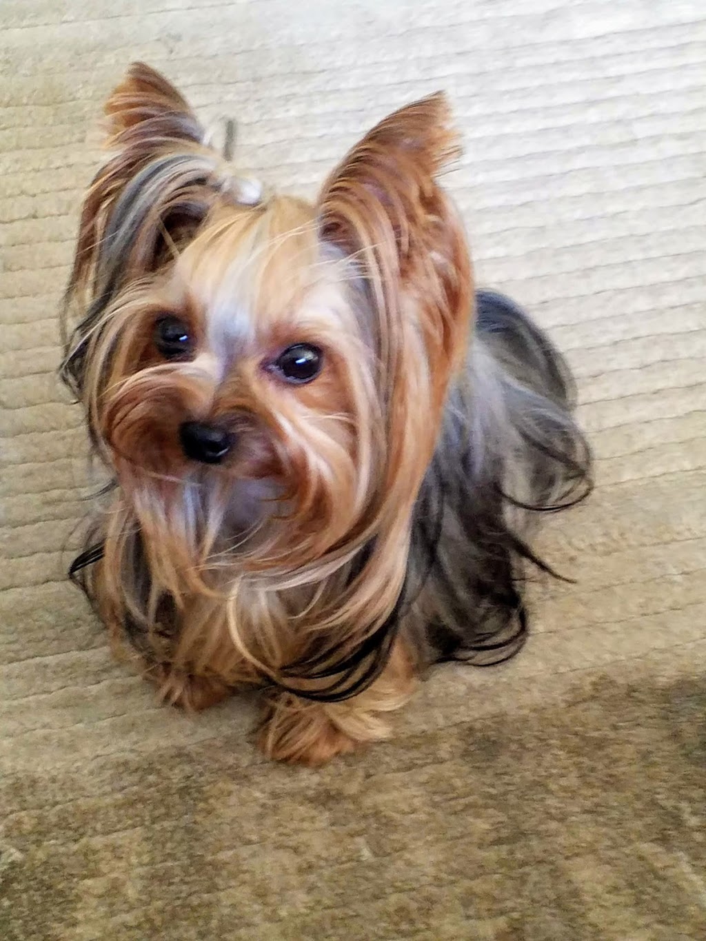 Adanta Yorkshire Terriers | 4074 Ontario 3, Simcoe, ON N3Y 4K4, Canada | Phone: (519) 426-4638