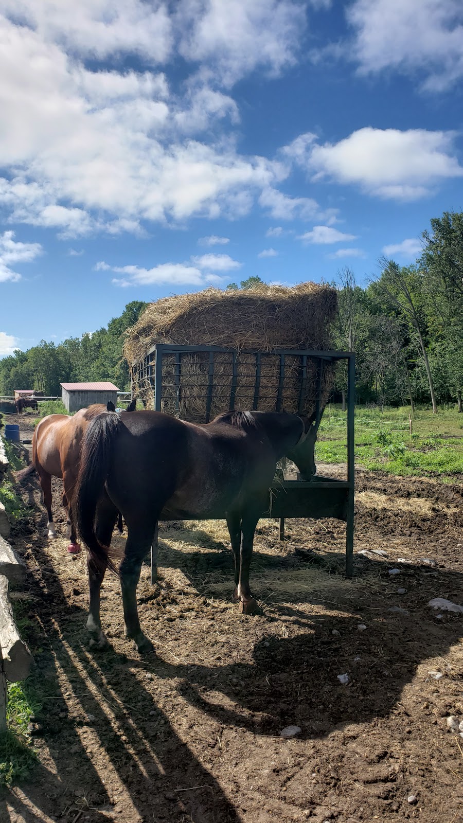 Stillbrook Riding Stables | 570 Woodside Rd, Keene, ON K0L 2G0, Canada | Phone: (705) 295-4538