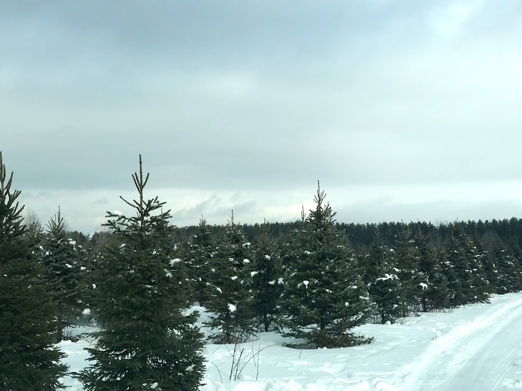 Desroches Tree Farm | 334 Macavalley Rd, Tiny, ON L9M 1R2, Canada | Phone: (705) 549-2271