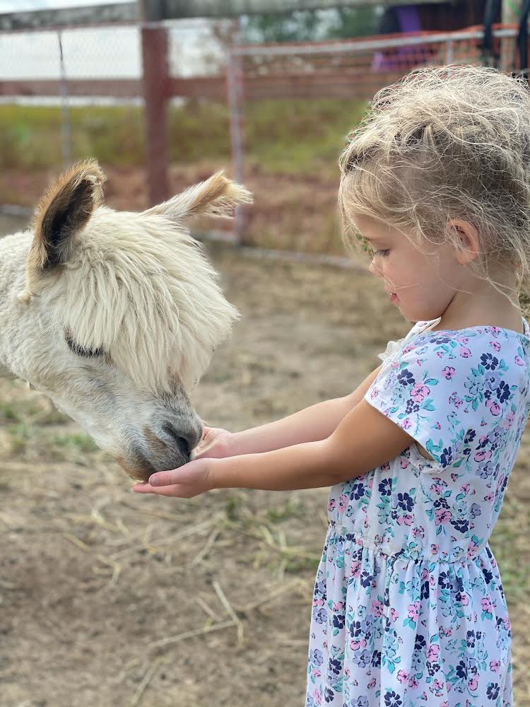 Stoneleigh Farm Alpacas | 9556 Charlton Dr, Denfield, ON N0M 1P0, Canada | Phone: (647) 654-1451