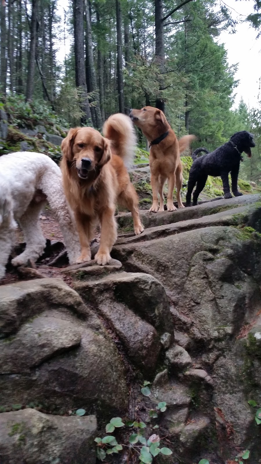 Dog Fit Dog Walking | 4564 Woodgreen Dr, West Vancouver, BC V7S 2V2, Canada | Phone: (778) 319-8432