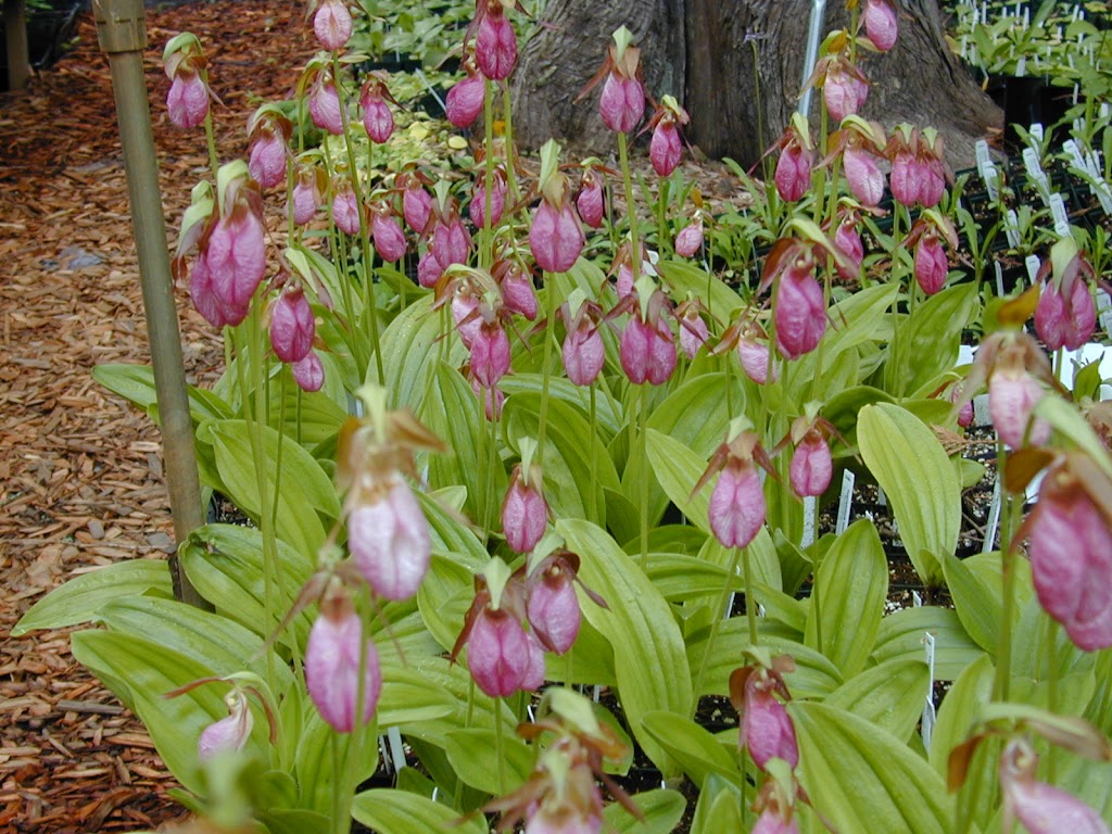 Frasers Thimble Farm | 175 Arbutus Rd, Salt Spring Island, BC V8K 1A3, Canada | Phone: (250) 537-5788