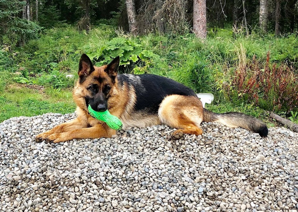 Shiphra German Shepherds | 1383 County Rd 1 W, Greater Napanee, ON K7R 3L1, Canada | Phone: (866) 936-7701