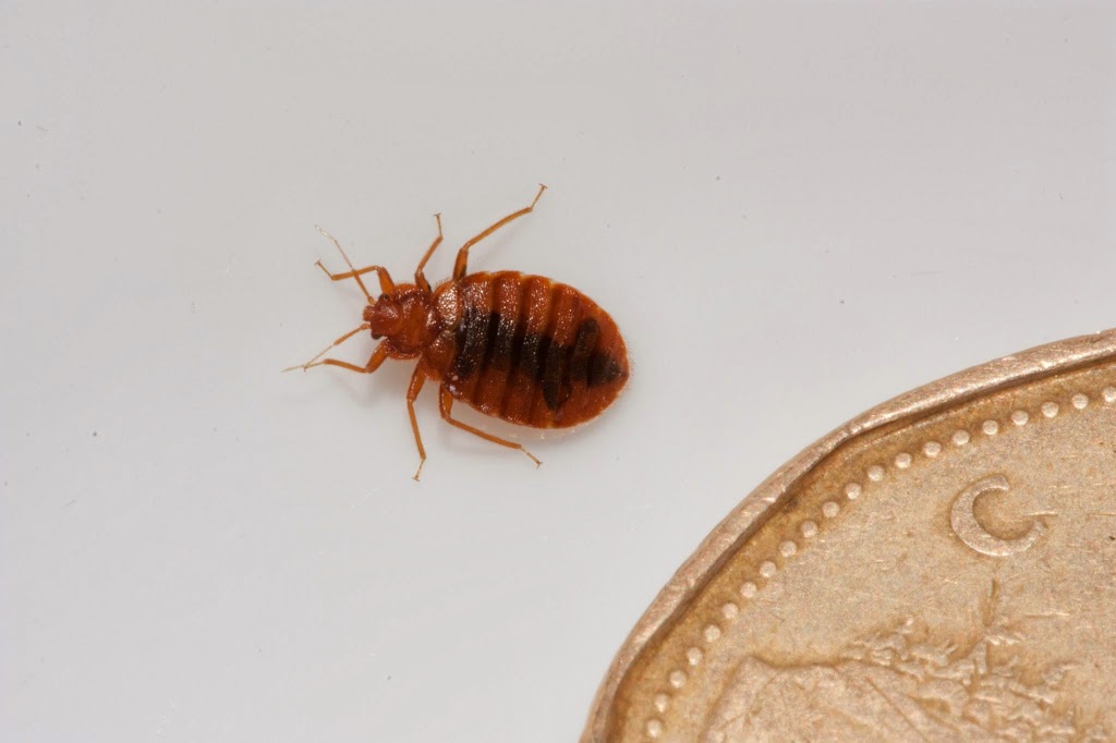 Toronto Bed Bug .ca | 639 Dupont St, Toronto, ON M6G 1Z4, Canada | Phone: (416) 321-5060