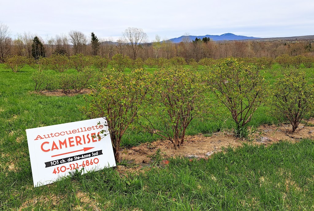 Aux camérisiers fleuris | 503 Chemin de Sainte-Anne S, Sainte-Anne-de-la-Rochelle, QC J0E 2B0, Canada | Phone: (450) 522-6860