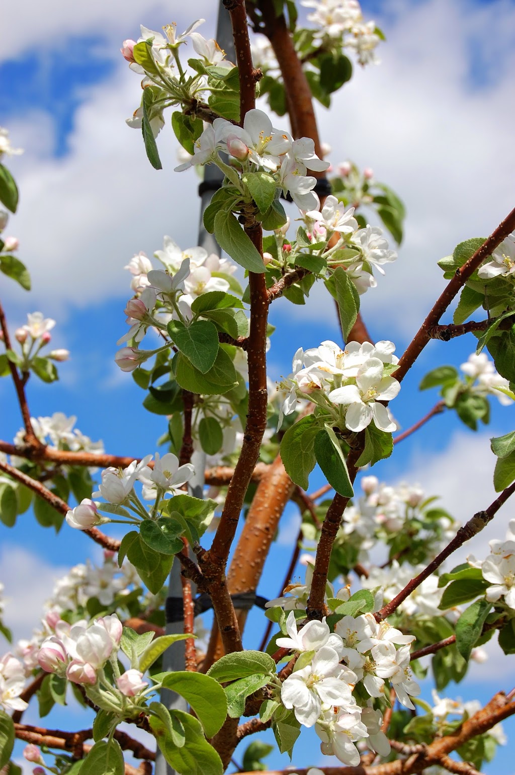 Vergers Rockburn Orchards | 2644 QC-202, Hinchinbrooke, QC J0S 1E0, Canada | Phone: (450) 827-2500