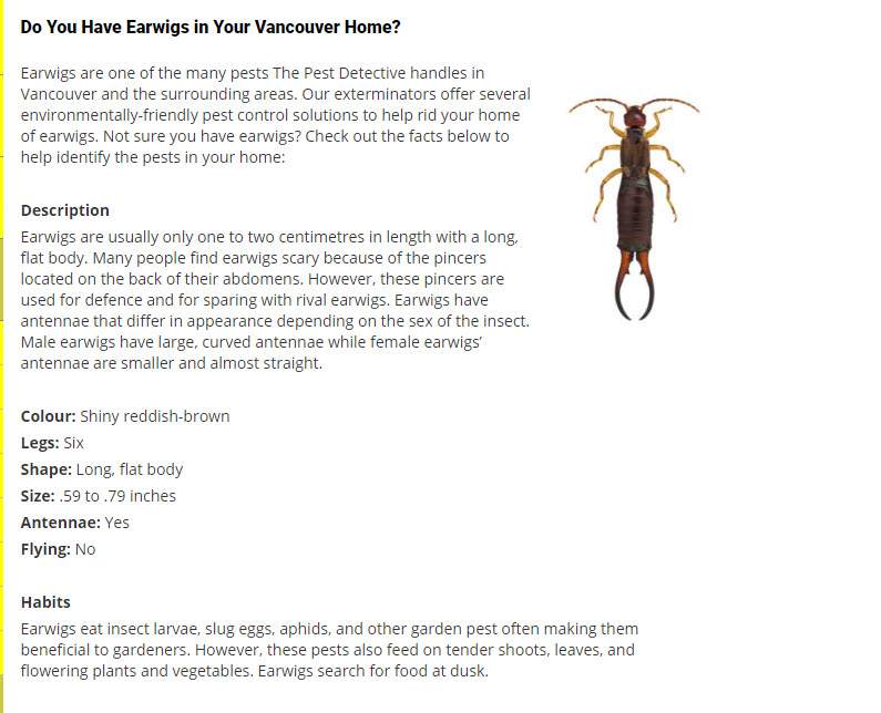 Pest Detective Whistler Sea-to-Sky | 2134 Lake Placid Rd, Whistler, BC V8E 0B2, Canada | Phone: (604) 932-3300