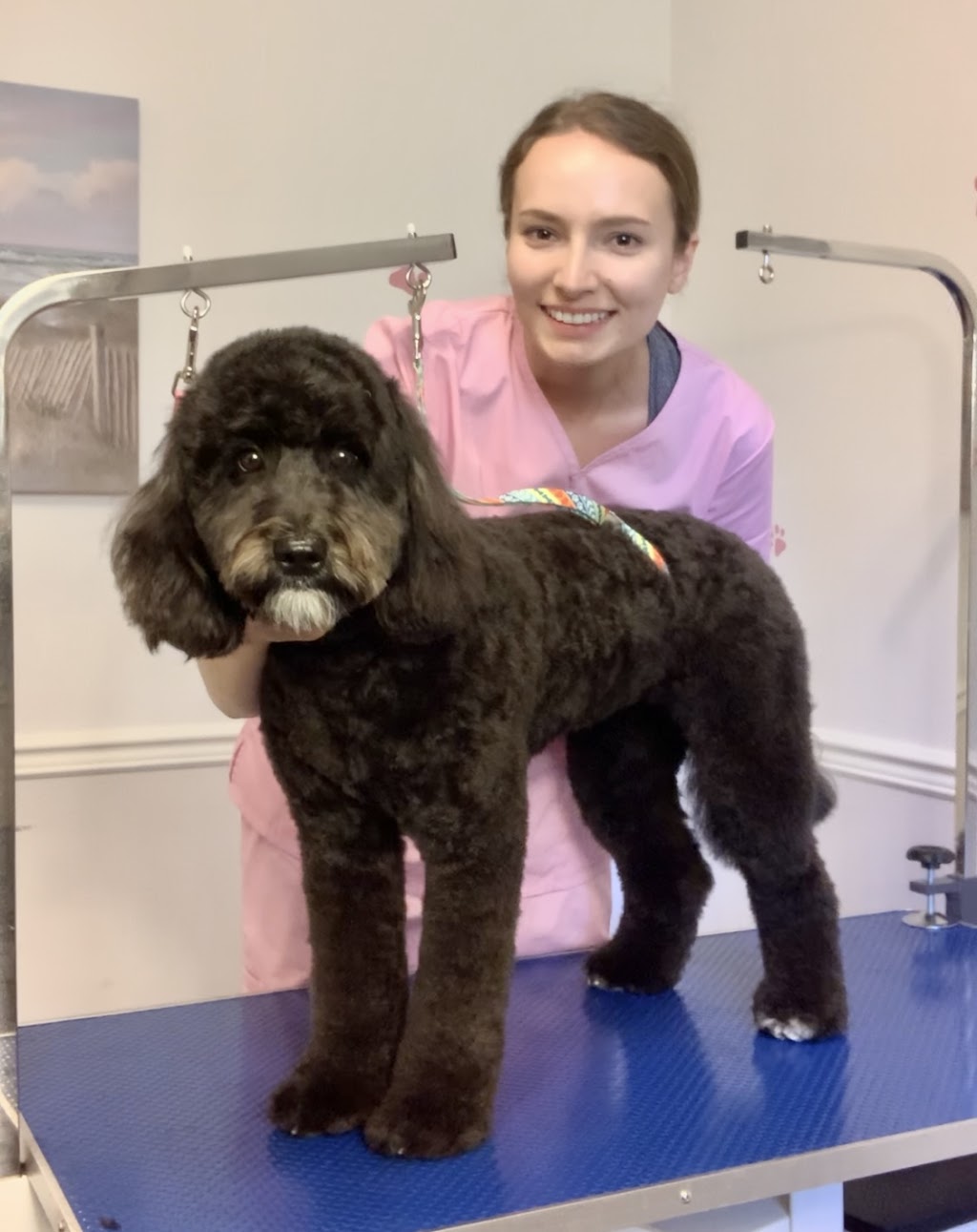 Pampered Pups Dog Grooming | 203 Walnut Crescent, Barrie, ON L4N 4J7, Canada | Phone: (705) 795-6201