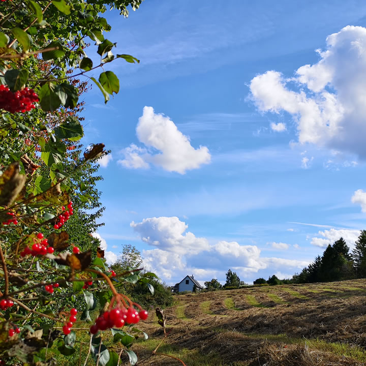 Monarch Meadows Tree Farm | 22668 Valleyview Rd, Thorndale, ON N0M 2P0, Canada | Phone: (226) 455-1422