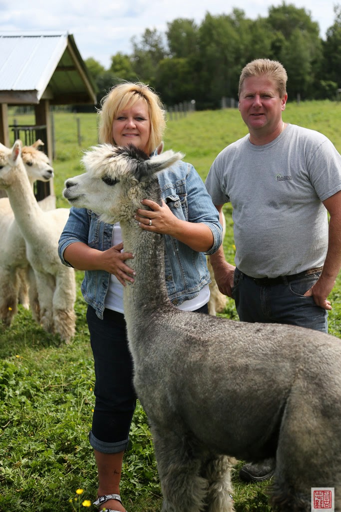1 Stop Alpaca Farm | 1857 Durham Road #3 WE HAVE MOVED AND, DO NOT OFFER TOURS, Hampton, ON L0B 1J0, Canada | Phone: (905) 261-4240