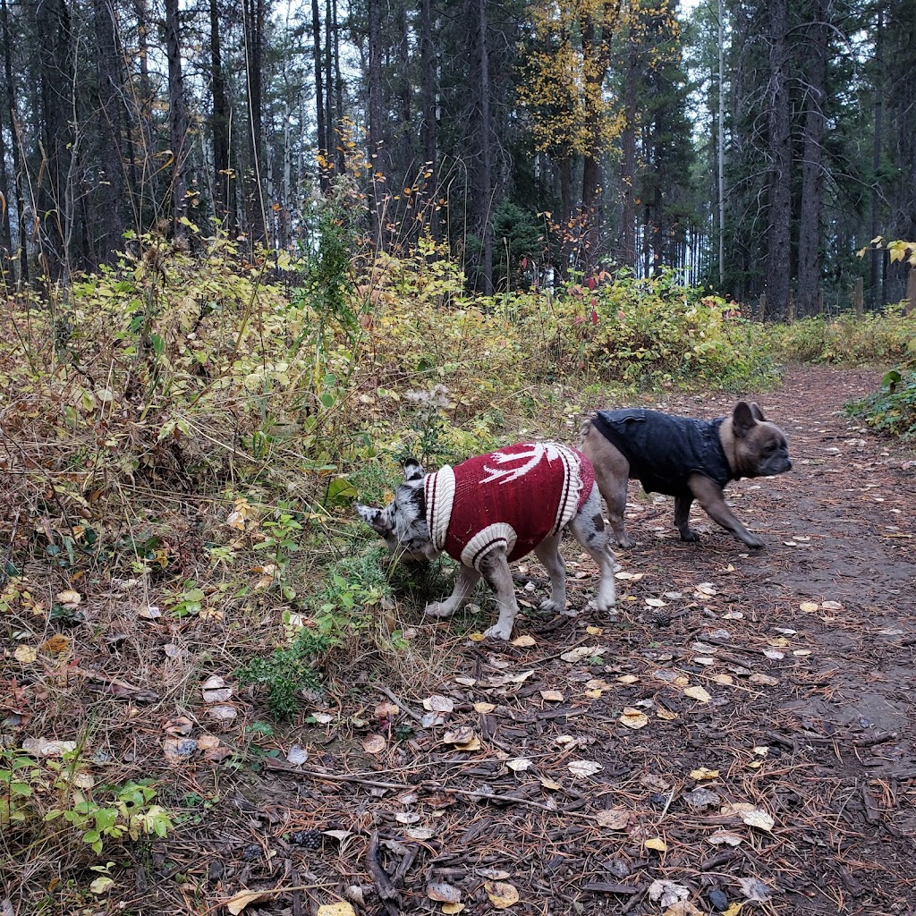 Sparwood Dog Park | 404 Lions Park Pl, Sparwood, BC V0B 2G0, Canada | Phone: (250) 425-2423