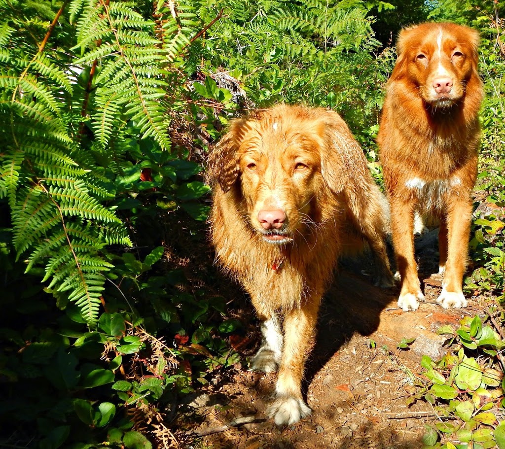 Nanaimo Dog walking K9s Unleashed | 1827 Extension Rd, Nanaimo, BC V9X 1Y1, Canada | Phone: (250) 668-8887