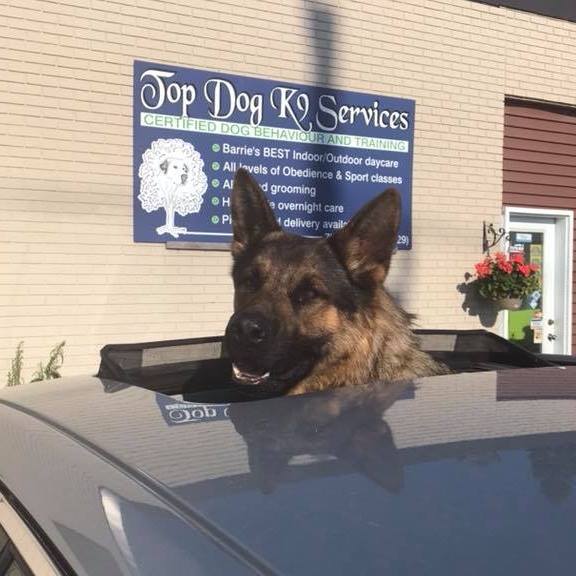 TopDog K9 Services | 366 Huronia Rd, Barrie, ON L4N 8Y9, Canada | Phone: (705) 812-7529