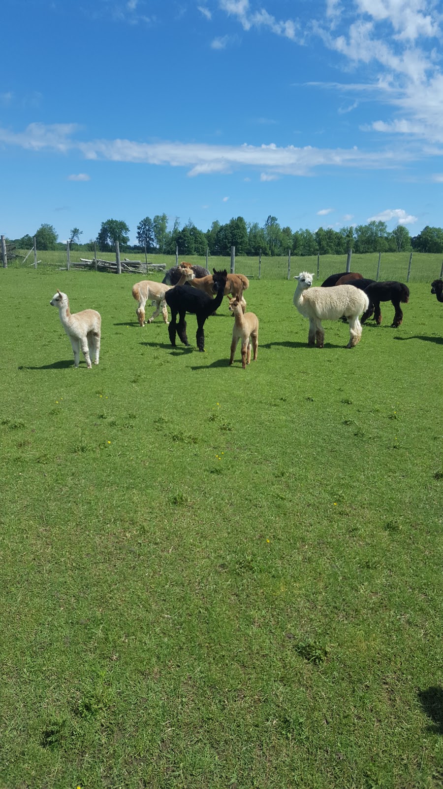 DL Farms Alpaca (registered Alpaca and Products) | RR1, 542 Amberley Rd, Lucknow, ON N0G 2H0, Canada | Phone: (519) 528-2406