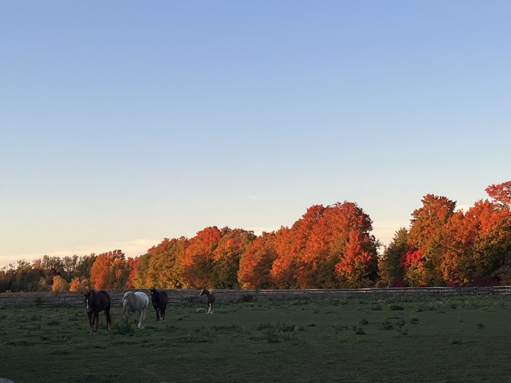 Sunrise Equestrian Centre | 612 Powerline Rd, Trenton, ON K8V 5P7, Canada | Phone: (613) 921-7856