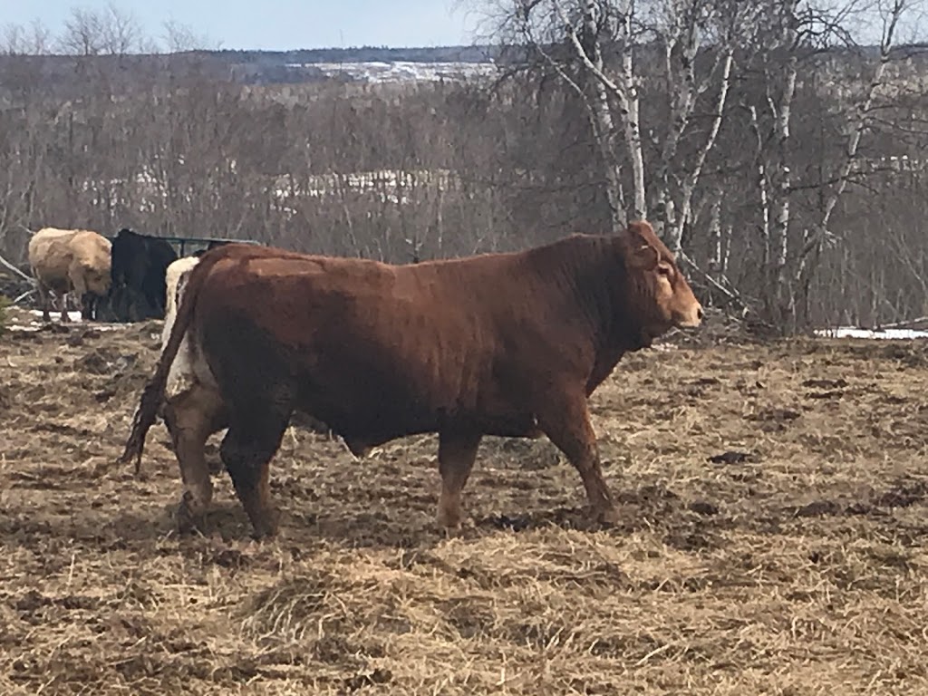 Collette Livestock | 486 Chemin St Lazare, Sainte-Marie-de-Kent, NB E4S 2K5, Canada | Phone: (506) 850-7743