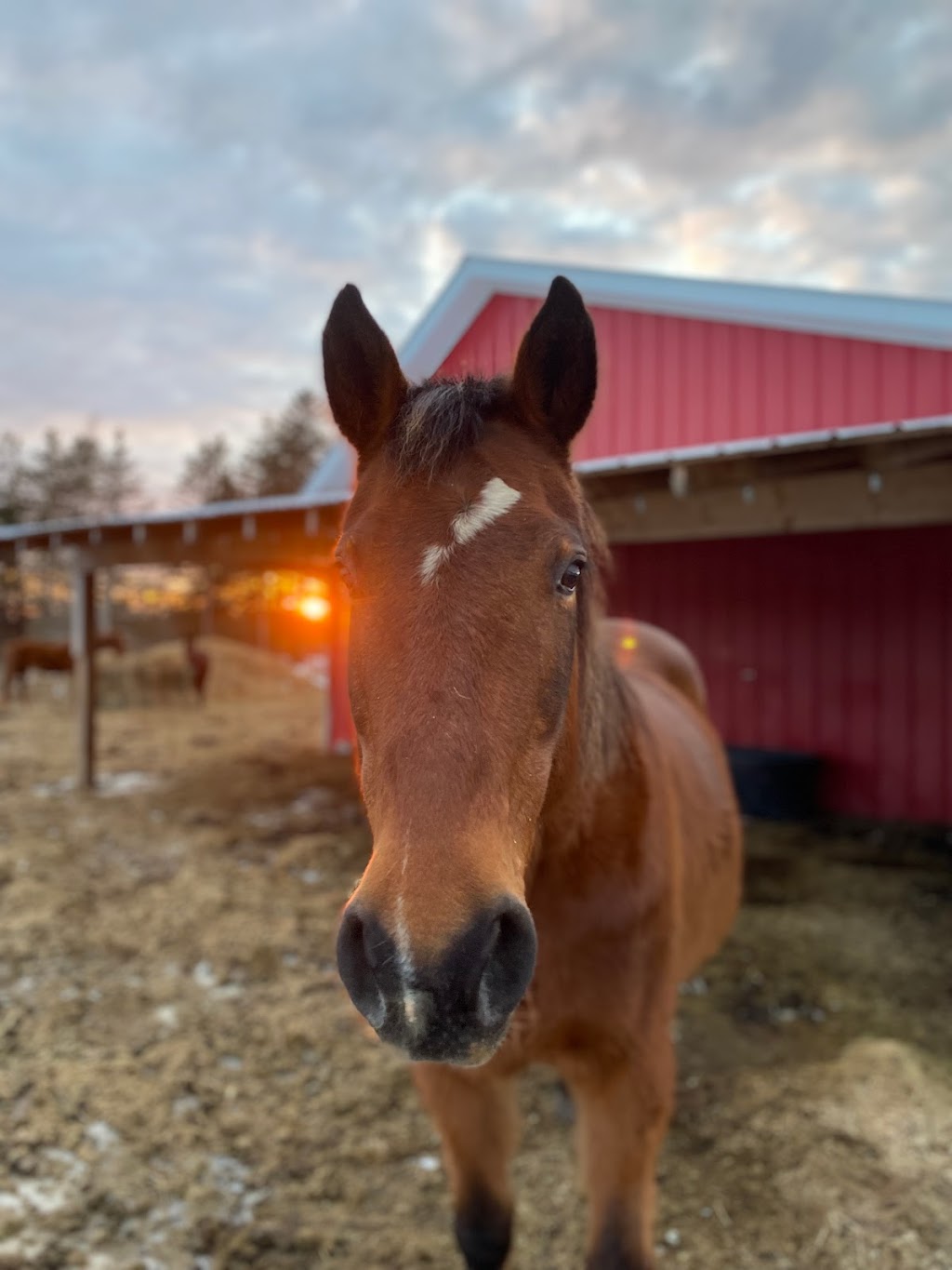 Howling Creek Farm | 70 NB-940 #1630, Centre Village, NB E4L 1Y6, Canada | Phone: (506) 871-0454