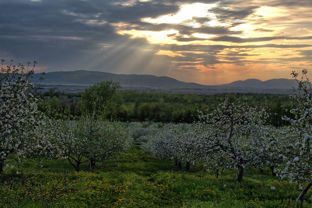 Verger Famille Gould | 755 Rang de la Montagne, Saint-Paul-dAbbotsford, QC J0E 1A0, Canada | Phone: (450) 379-9366