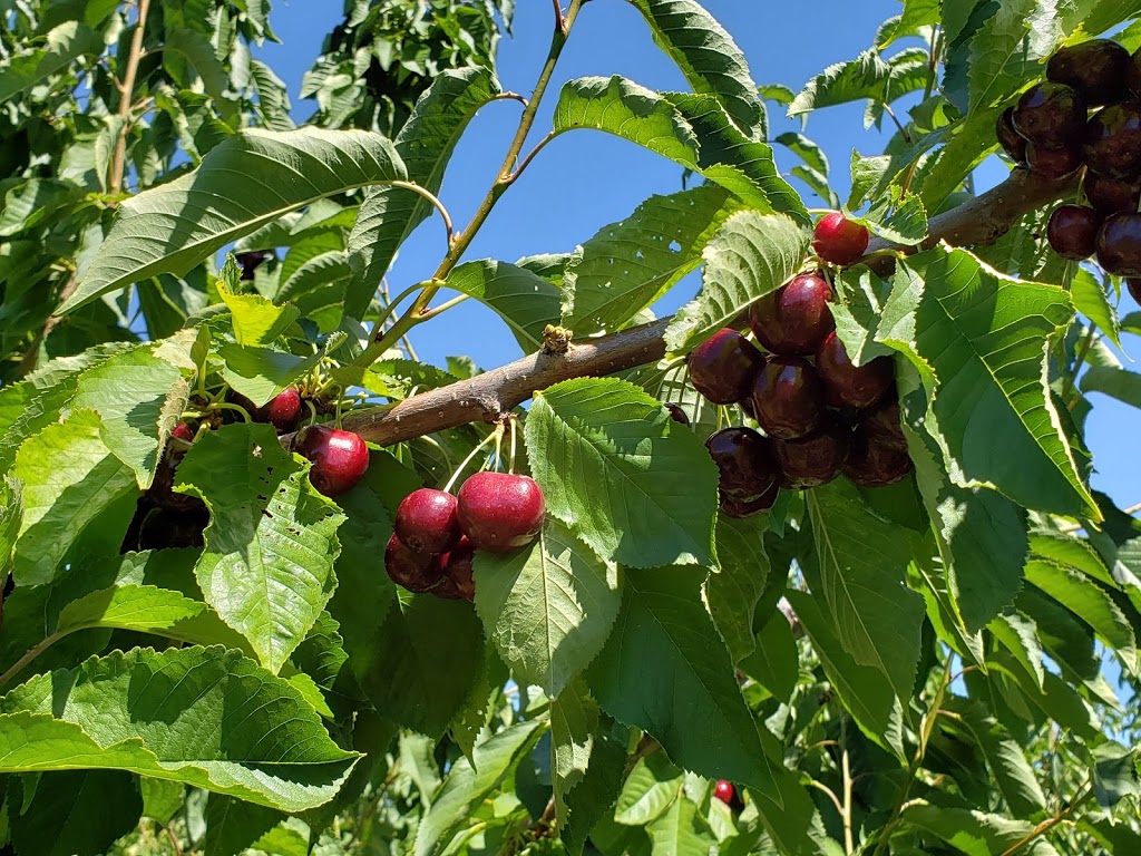 Kempf Orchards | 1409 Teasdale Rd, Kelowna, BC V1P 1C8, Canada | Phone: (250) 765-1797