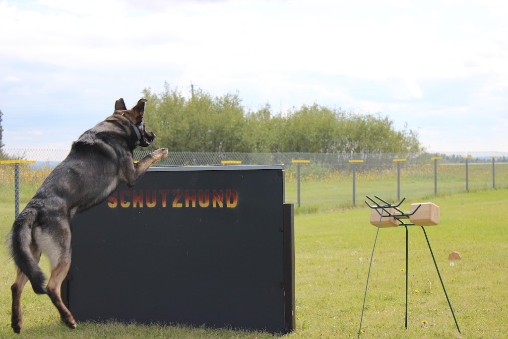 Sturgeon Schutzhund Club | 55018 RR242, AB T8T 1W6, Canada | Phone: (587) 982-6102