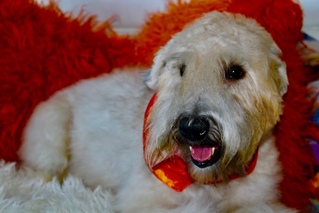 Elevage All Stars Wheaten Terrier | 2150 Rue Fradet, Drummondville, QC J2B 1N7, Canada | Phone: (819) 850-8881