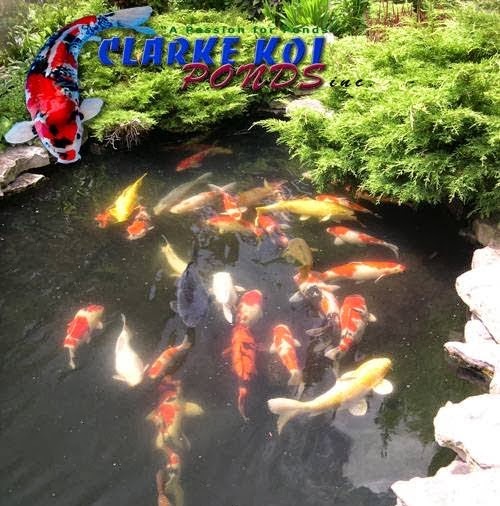 Clarke Koi Ponds inc | 763 Warden Ave, Scarborough, ON M1L 4B7, Canada | Phone: (416) 757-6328