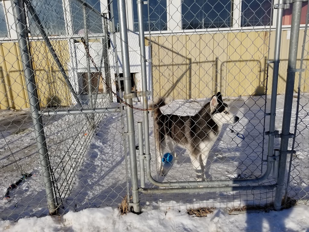 Black Gold Kennels | 50041 AB-814, Alberta T4X 0K2, Canada | Phone: (780) 980-2897